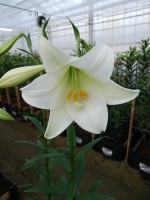 [5150 White Fox 18 ST No01.JPG]